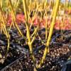 Dogwood, Golden-Twig