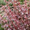 Barberry, 'Harlequin'