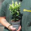 Spindle Tree, Japanese 'Paloma blanca'