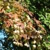Common Bladdernut, Anthony nut