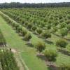 Pecan tree