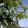 Pecan tree