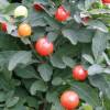 Jerusalem Cherry, Christmas Cherry