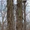 Hickory, Shagbark, Shellbark