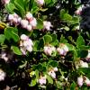 Bearberry