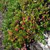 Bearberry