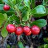 Bearberry