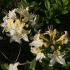 Azalea mollis White