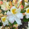 Azalea mollis White