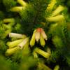 Heath, Dwarf Limoncello