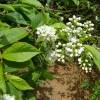 Cherry, Manchurian 'Amber Beauty'