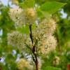 Cherry, Manchurian 'Amber Beauty'