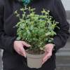 Sage, bicolour