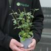 Sage, bicolour