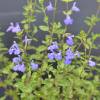Sage, Blue