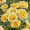 Landscape Rose bush 'Yellow Fairy'