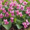 Sweet Violet 'Coeur d'Alsace'