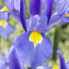 Japanese water Iris, Blue