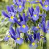 Japanese water Iris, Blue