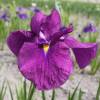Japanese water Iris, Purple