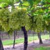 Vine, White Grape