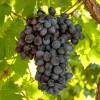 Vine, Black Seedless Grapes