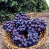Vine, Black Seedless Grapes