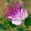 Caper bush
