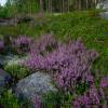 Heather, Purple