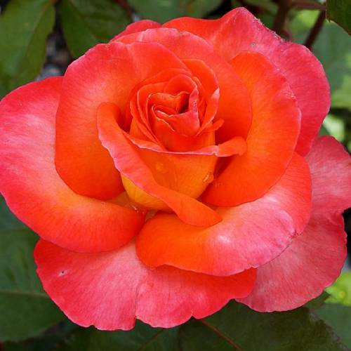 Rose 'Michel Desjoyeaux' : buy Rose 'Michel Desjoyeaux' / Rosa Michel ...