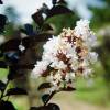 Crape Myrtle with black foliage - White