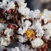 Crape Myrtle with black foliage - White