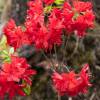 Azalea mollis 'Nabucco'