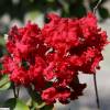 Myrtle, crape red