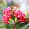 Myrtle, crape red