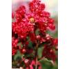 Myrtle, crape red