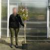Myrtle, crape red