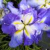 Japanese water Iris 'Lady in Waiting'