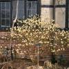 Paper Bush, Yellow flower