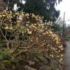 Paper Bush, Yellow flower