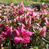 Azalea 'Pink Spider'