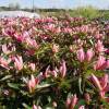 Azalea 'Pink Spider'