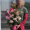 Azalea 'Pink Spider'