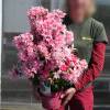 Azalea 'Pink Spider'