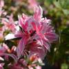 Azalea 'Pink Spider'