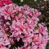 Azalea 'Pink Spider'