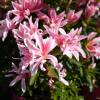 Azalea 'Pink Spider'
