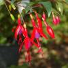 Fuchsia, Edible Royal