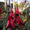 Fuchsia, Edible Royal