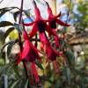 Fuchsia, Edible Royal